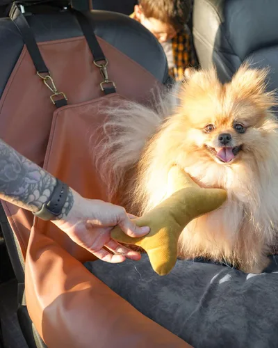 Vista 7 de Owleys Asiento de automóvil para perros pequeños, asientos traseros de automóvil lavables para perros, asiento de viaje para perro, asiento