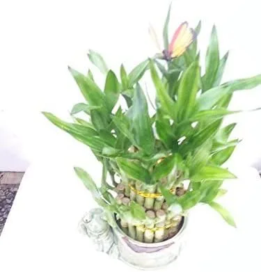 Planta de bambú de la suerte con 3 capas Live Frog y maceta de cerámica hecha a mano, 38 tallos