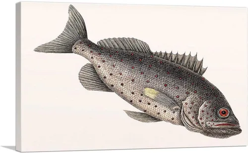 ARTCANVAS Rockfish Canvas Art Print Stretched Framed Painting Picture Poster Giclee Wall Decor by Mark Catesby - 12" x 8" (0.75" Deep)