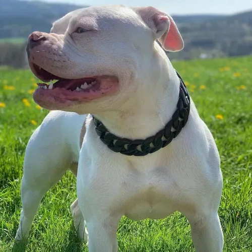 Vista 2 de Collar de Cadena para Perros Grandes, Collar de Entrenamiento de 32mm con Eslabones Cubanos y Hebilla de Seguridad con Diseño, Collares Martingala