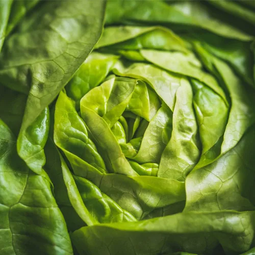 Vista 2 de Semillas de Lechuga (Buttercrunch) (2300 Semillas)