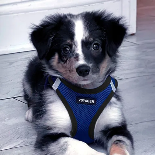 Vista 149 de Best Pet Supplies - Arnés de malla para todo tipo de clima, reflectante, antitirones, para perro y gato pequeño y mediano, con cierre de velcro