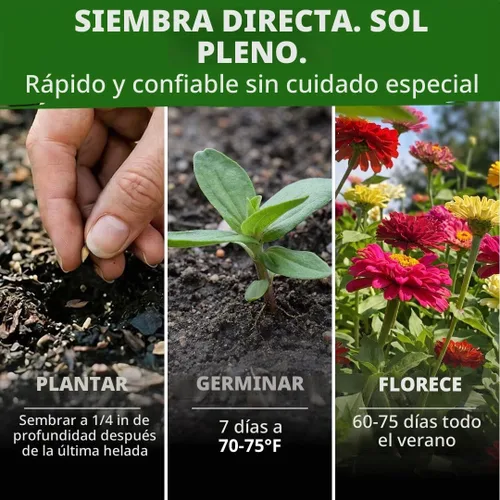 Vista 384 de HOME GROWN Golden West Poppy 6000 Semillas de flor Eschscholzia californica