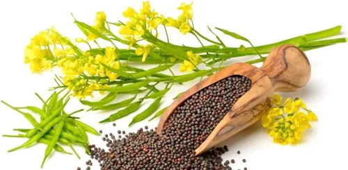 Seeds Black Mustard Heirloom Vegetable for Planting Non GMO 500 Seeds