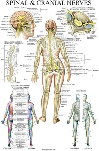 Palace Learning Gráfico anatómico de nervios espinales - Póster de anatomía del sistema nervioso craneal y columna vertebral (con dermatomas)