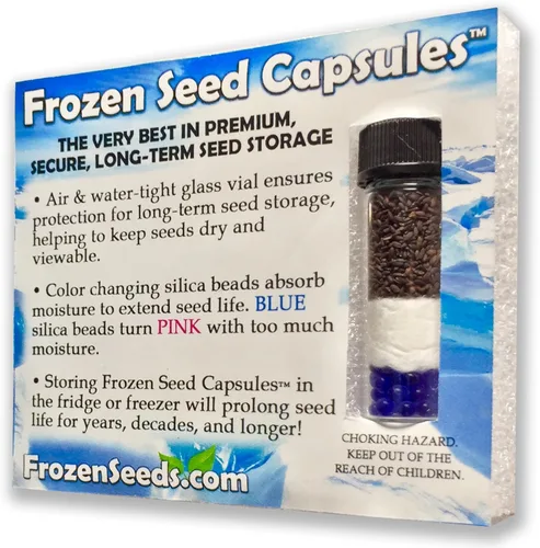 Vista 2 de Woad Seeds (Isatis tinctoria) Más de 20 semillas de hierbas medicinales de plantas de tinte raro en cápsulas de semillas congeladas para The