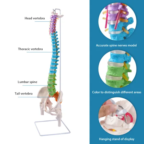 Vista 6 de Breesky Modelo de columna vertebral flexible, modelo anatómico de médula espinal humana de 34.6'' a tamaño real con soporte, regiones codificadas