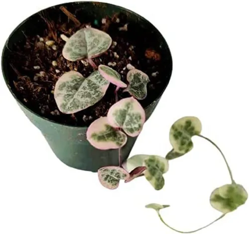 Vista 12 de Plantas de cactus suculentas vivas (2 pulgadas Opuntia Microdasy Golden Swirl Monstrose)