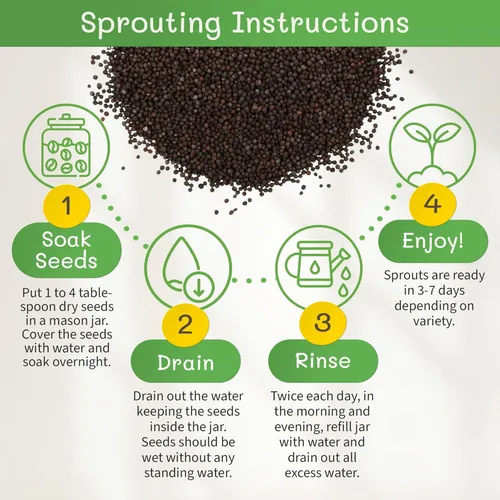 Vista 8 de Semillas para sembrar de brócoli The Sprout House, orgánicas certificadas, no transgénicas, 1 libra