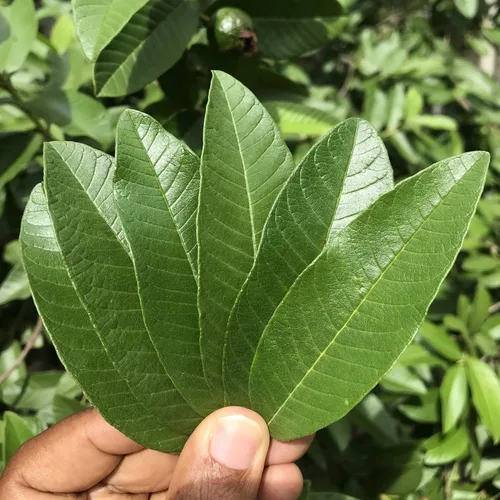 Vista 635 de FreshDrinkUS, 135 bolsas de té de jengibre y cúrcuma premium, ingredientes 100% naturales, mezcla hecha a mano de té de hierbas de cúrcuma