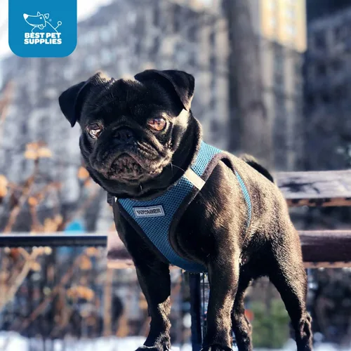 Vista 134 de Best Pet Supplies - Arnés de malla para todo tipo de clima, reflectante, antitirones, para perro y gato pequeño y mediano, con cierre de velcro