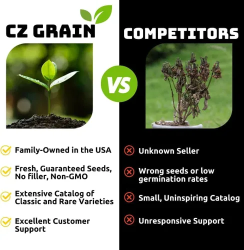 Vista 2 de Rizomas de plantas de espadaña para cultivar, no semillas, portainjertos saludables para plantas de cola de gato, gran característica acuática