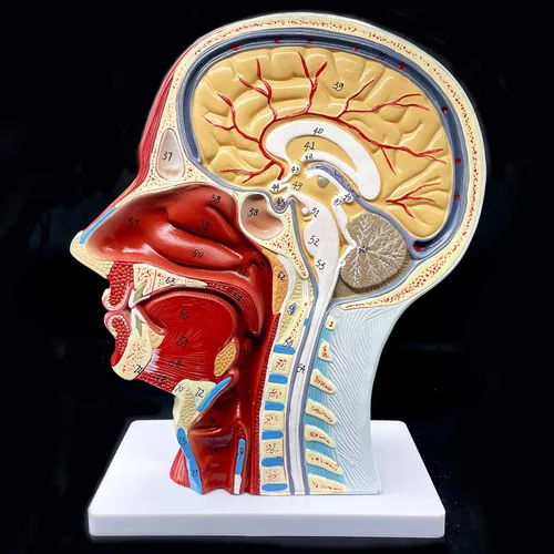 Vista 6 de Modelo anatómico de cabeza humana, tamaño real, cavidad nasal, garganta, cerebro, anatomía para ciencias, aula, estudio, exhibición