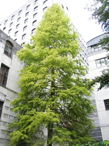 Vista 4 de Southern Bald Cypress Tree Semillas Premium Taxodium distichum 'Summer' Plants'® (Semillas premium, 10)