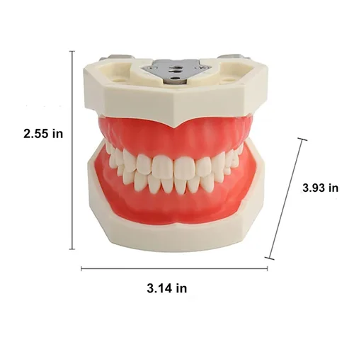 Vista 8 de Dientes dentales Typodont modelo 28 dientes extraíbles compatibles con Kilgore Nissin Estudio de enseñanza completamente desmontable, con un