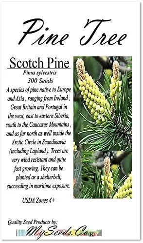 Vista 2 de Semillas para árbol de pino sin transgénicos de MySeeds.Co