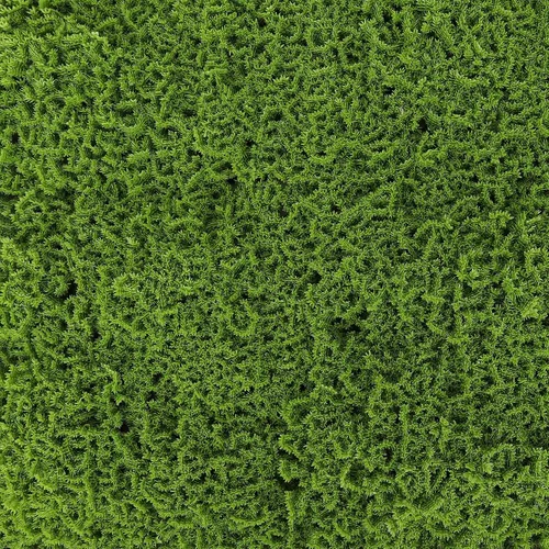 Vista 35 de 3rd Street Inn Panel de vegetación, pared de seto artificial, telón de fondo de pared de plantas falsas, pantalla de privacidad, paneles Banyan