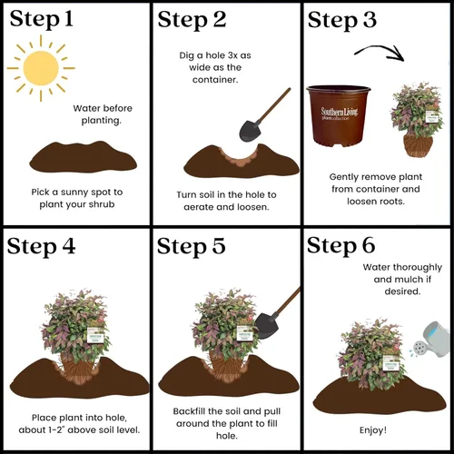 Vista 8 de Southern Living Arbusto Nandina rosa rubor de 2 galones