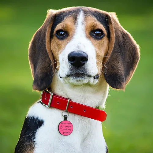 Vista 5 de MYLUCKYTAG Identificación de mascota con código QR de silicona grabada silenciosa Collar personalizado para perros y gatos Perfil en línea