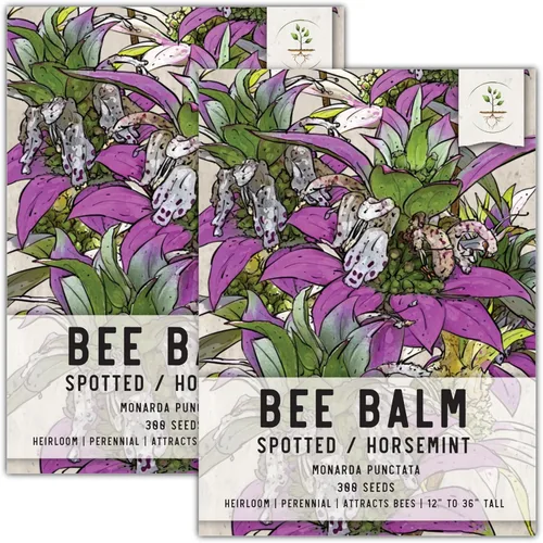 Vista 18 de Seed Needs, Semillas de menta y limón, 500 semillas tradicionales para plantar Monarda citriodora, hierba medicinal anual para interiores