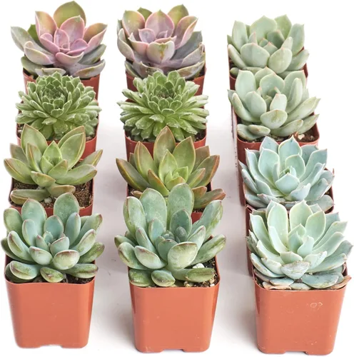 Vista 17 de Comprar Suculentas - Paquete a granel de colección de plantas suculentas, plantas suculentas mini vivas, fácil cuidado, plantas