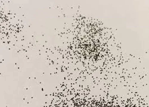 Vista 3 de Semillas de menta, semillas herbáceas herbáceas, sin OMG, 100 semillas de menta, deliciosas