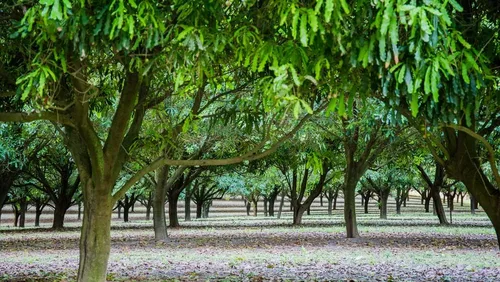 Vista 2 de 5 Semillas de árbol de nuez de macadamia - Macadamia integrifolia - Enviados desde Iowa, EE. UU
