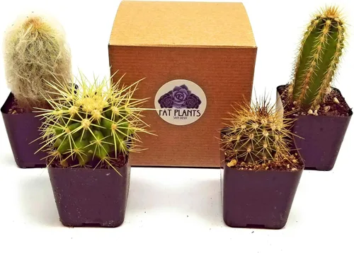 Vista 4 de Fatplants - Mini plantas de cactus vivas (paquete de 4), plantas de cactus de interior, plantas de cactus vivos, decoración de cactus vivos, plantas