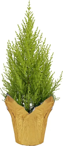 Vista 8 de Árbol Vivo Thuja Jantar - Decoración de Mesa - 16 Pulgadas de Alto por 4 Pulgadas de Ancho en Cubierta Decorativa