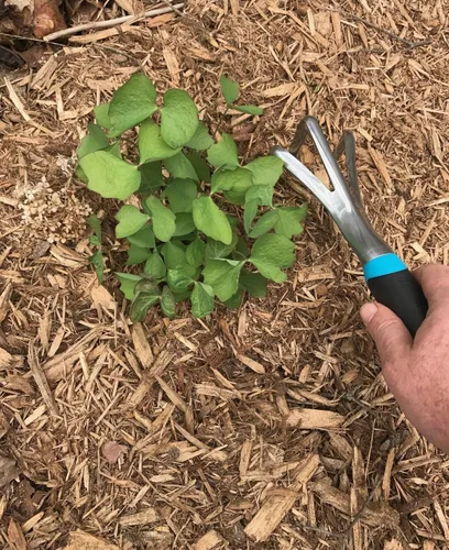 Vista 3 de Radius Garden 15301 Cultivador DIG, azul