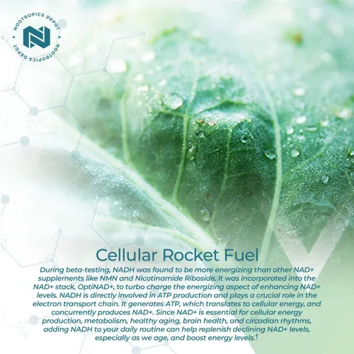 Vista 5 de Nootropics Depot NADH + Chlorella vulgaris (células rotas) cápsulas de 400 mg Dinucleótido de adenina de nicotinamida de 20 mg Clorofila 10 mg