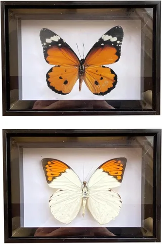 2 piezas enmarcadas de mariposa real, espécimenes de mariposa de taxidermia en marco, colección de insectos, decoración de escritorio para el hogar