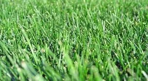 Vista 2 de Mezcla de semillas de hierba de festuca alta Five Star (10 libras)
