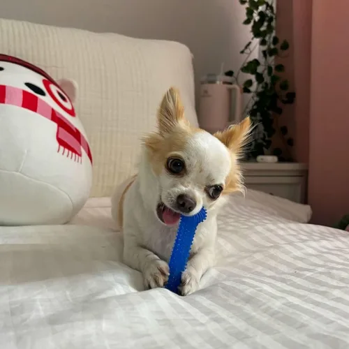 Vista 6 de Nylabone Original Bone Flexi - Paquete económico de juguetes masticables para perros, juguetes duraderos para masticadores moderados, hueso