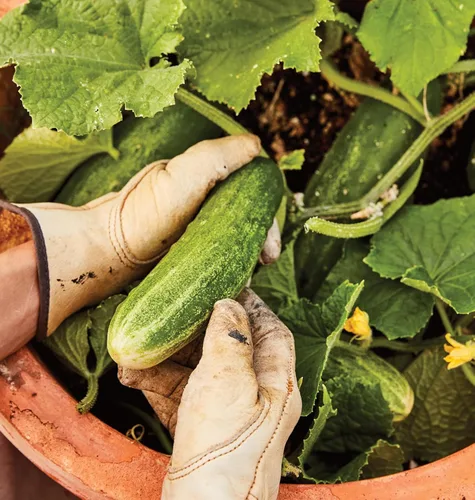 Vista 3 de Burpee 'Bush Champion' Semillas de Pepino para Rebanar, 60 semillas sin OGM, Apto para Contenedores, Exclusivo de Burpee