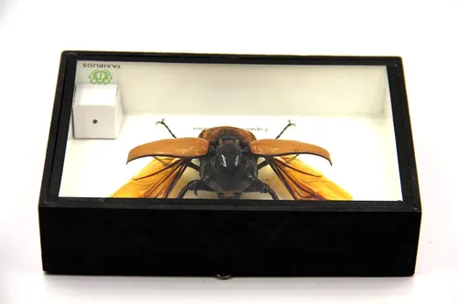 Vista 5 de Escarabajo de 5 cuernos real/Eupatorus Gracilicornis forma voladora taxidermia en caja transparente (caja de madera negra)