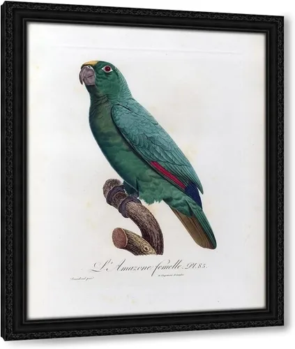 Vista 11 de ArtDirect L Amazone Femelle 15x18 Black Modern Wood Framed with Double Matting Museum Art Print by Barraband, Jacques