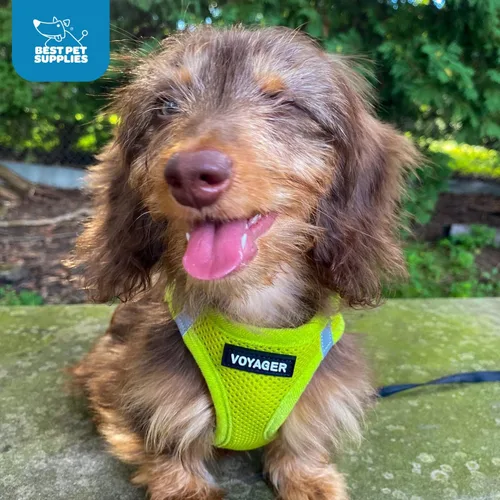 Vista 237 de Best Pet Supplies - Arnés de malla para todo tipo de clima, reflectante, antitirones, para perro y gato pequeño y mediano, con cierre de velcro