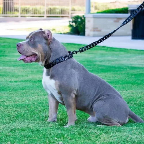 Vista 5 de Collar de Cadena para Perros Grandes, Collar de Entrenamiento de 32mm con Eslabones Cubanos y Hebilla de Seguridad con Diseño, Collares Martingala