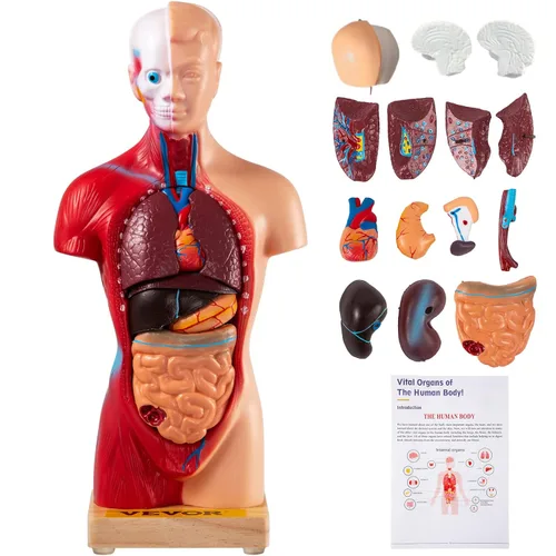 VEVOR Modelo del Cuerpo Humano 15 Piezas Modelo de Anatomía Humana de 11 Pulgadas Modelo Anatómico de Esqueleto para Enseñanza Médica con Órganos