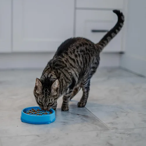 Vista 7 de Catstages Kitty - Cuenco de alimentación lenta para gatos y perros pequeños, plato de rompecabezas para comedores rápidos, para alimentos húmedos