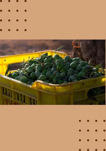 Vista 7 de Losada - Aceitunas Gordal sin hueso Losada de España (135.80 oz/8 libras 8 oz)