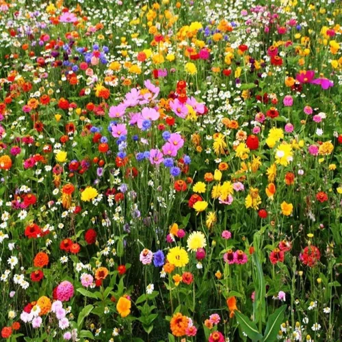 1 onza, aproximadamente 12,500 semillas de mezcla de flores silvestres, cubre aproximadamente 125 pies cuadrados