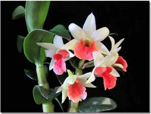 Vista 2 de 3 plantas de orquídeas vivas grandes + 3 pequeñas de Dendrobiums diferentes