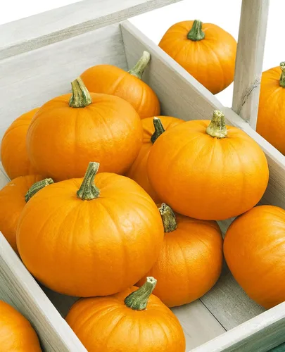Vista 2 de Burpee Semillas Pequeñas de Calabaza Azúcar 50 semillas