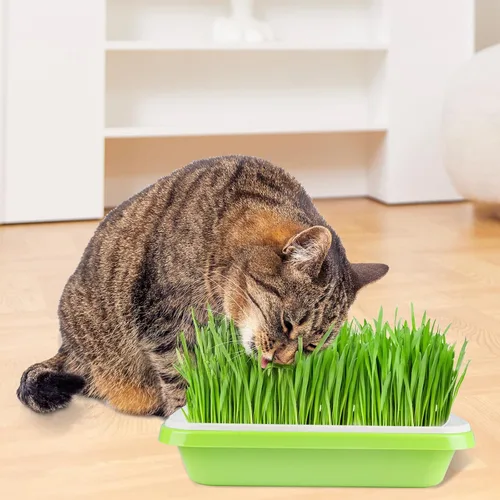 Vista 6 de Bandeja de germinación de semillas, 5 paquetes de bandejas de cultivo de microverdes, kit de cultivo de brotes de gran capacidad, bandeja