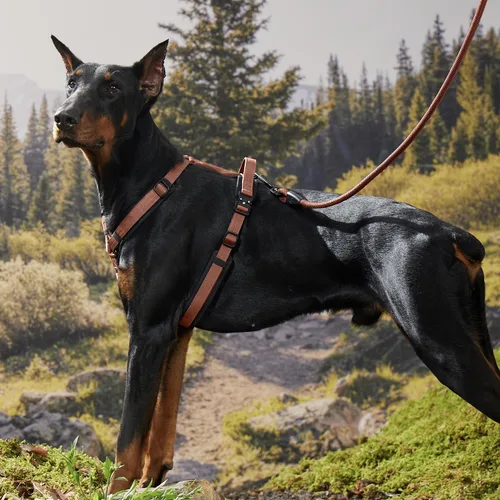 Vista 8 de PawsPassion - Correa de cuerda para perro de 4 pies, correa de perro resistente 2 en 1 con hebilla de cinturón de seguridad, mosquetón giratorio