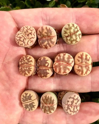 Vista 2 de Paquete de 3 plantas vivas de piedra viva exótica de Lithops Dorotheae Mix (pequeña)