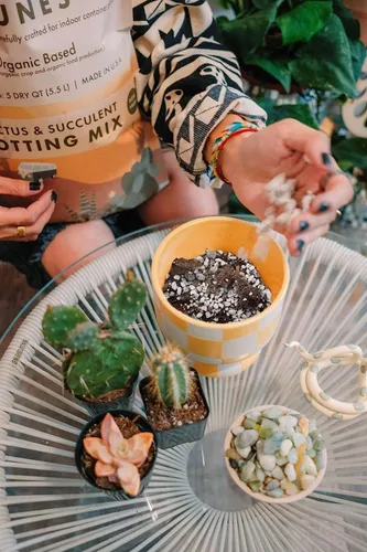 Vista 5 de IvyMay Dunes - Suelo para suculentas, mezcla orgánica para macetas de cactus para suculentas, listo para usar, plantas de interior con perlita