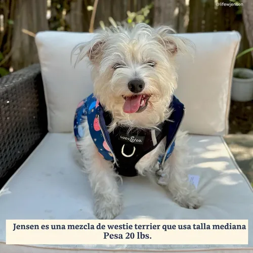 Vista 6 de Lucy & Co. Appley Ever After - Arnés de pana para perro, sin tirones, talla Appley Ever After Corduroy